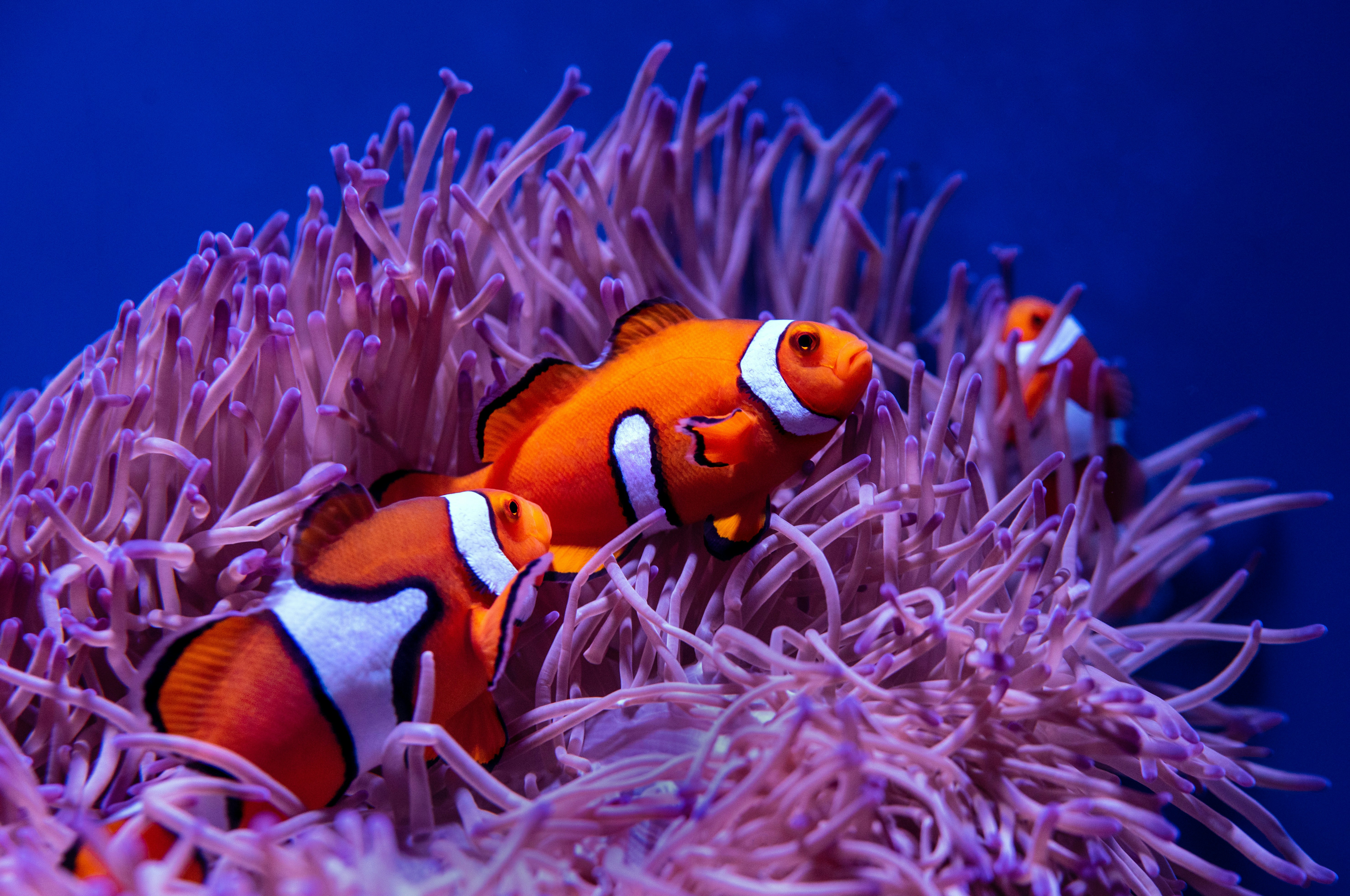 Bright orange clownfish swim light purple soft vegetation underwater.